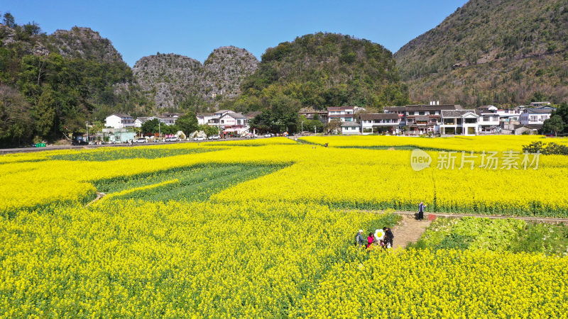 金黄花海  春天油菜花海美如画