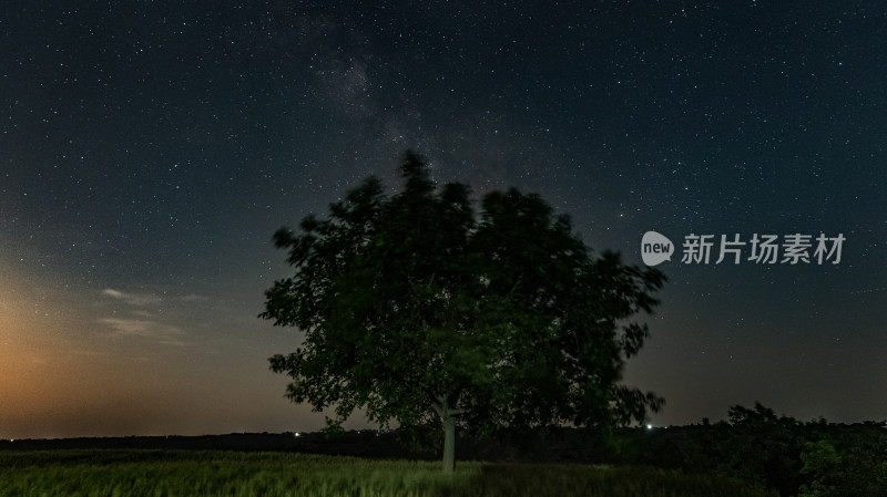 夜晚星空下的孤树