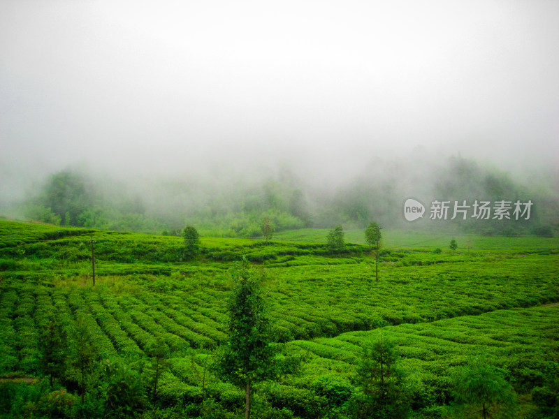 高山茶园