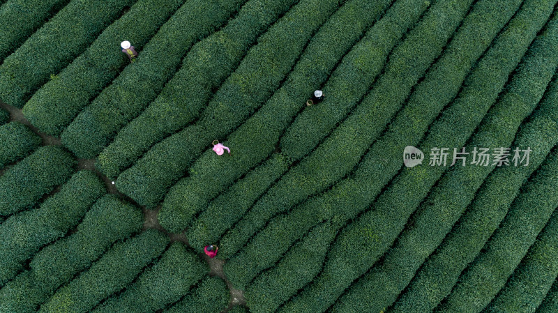 茶叶绿茶茶田茶山采茶茶农茶树