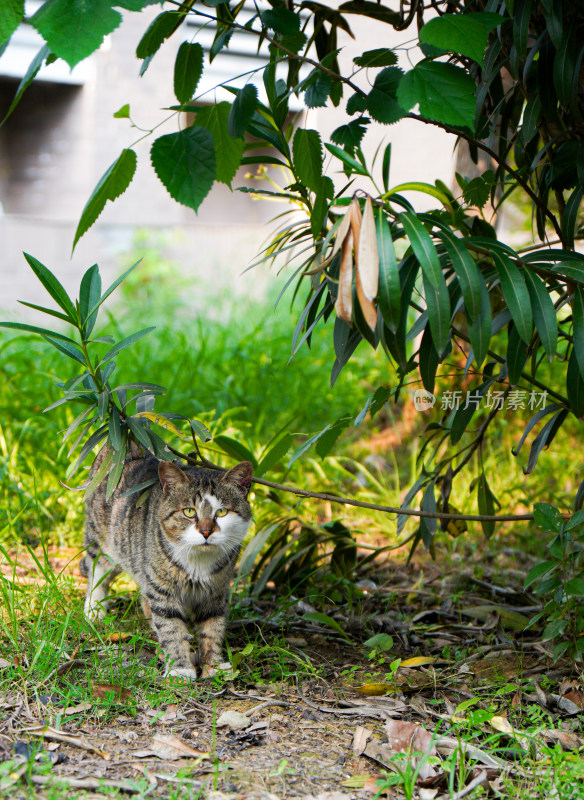 草丛里的猫猫