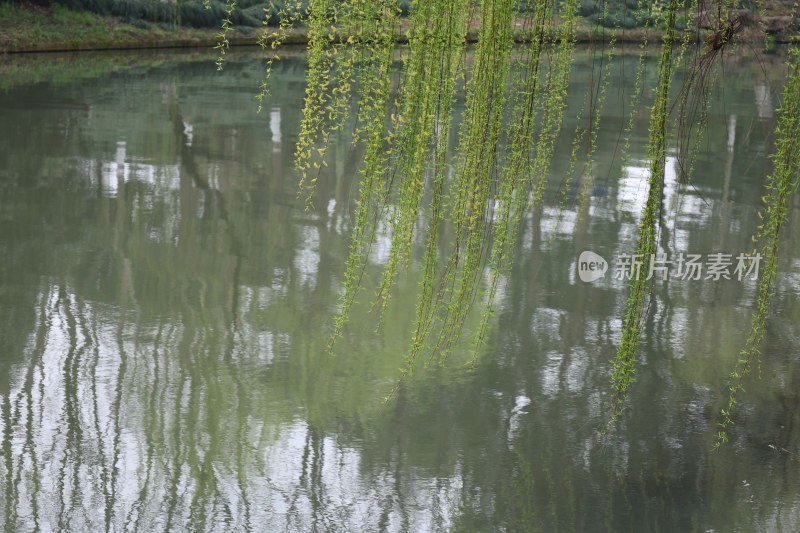 垂柳倒映在平静湖面上