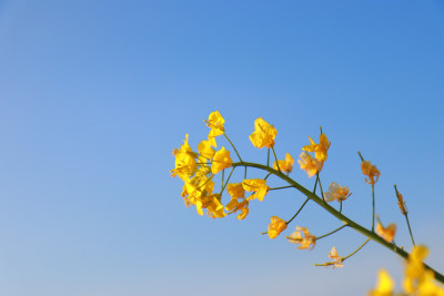 花卉摄影