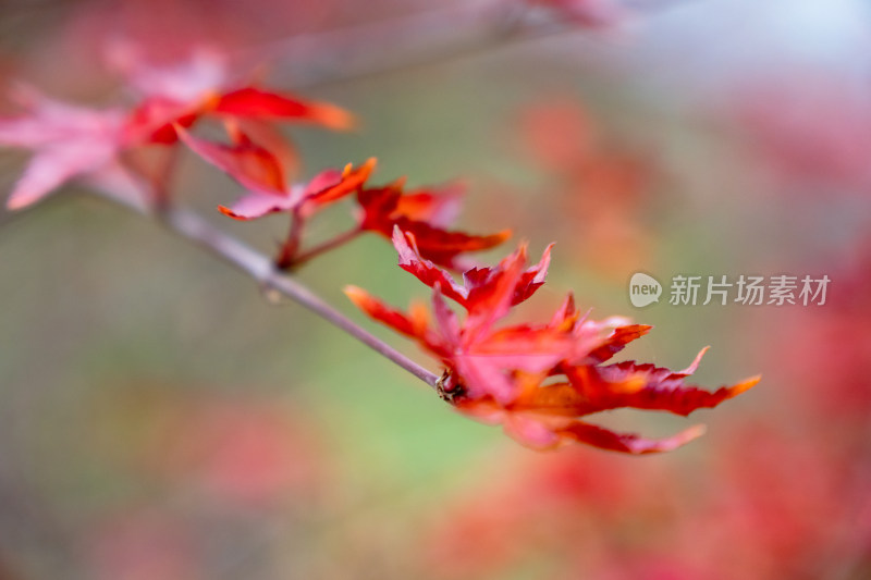 红色枫叶植物树枝树叶摄影图