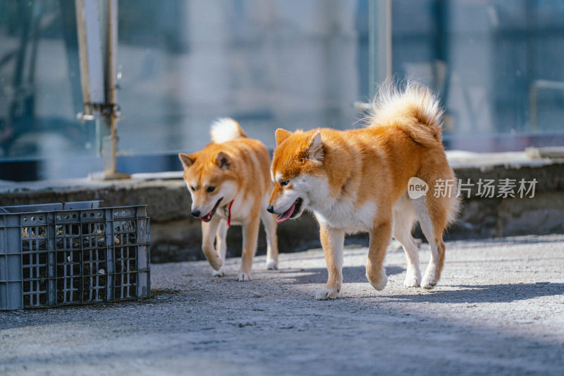 两只柴犬户外行走