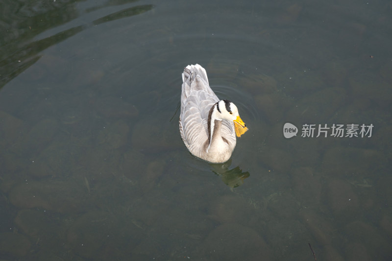 水面的斑头雁鸭子