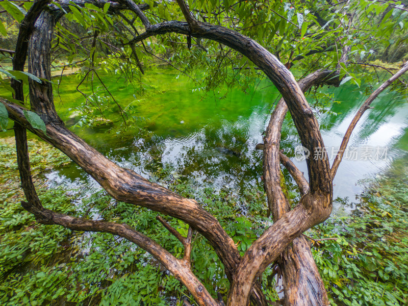 静谧的森林与湖景