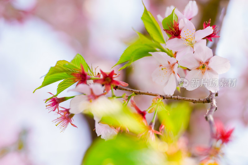 春日樱花季