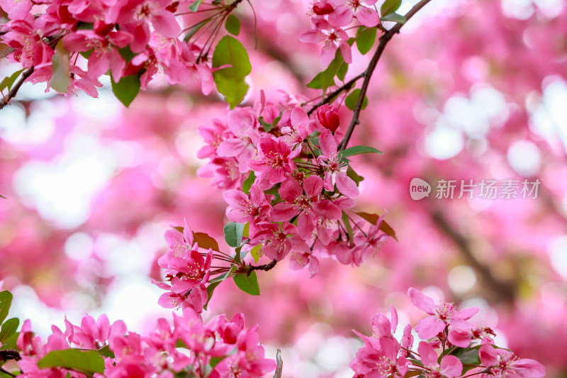 北京元大都海棠花溪