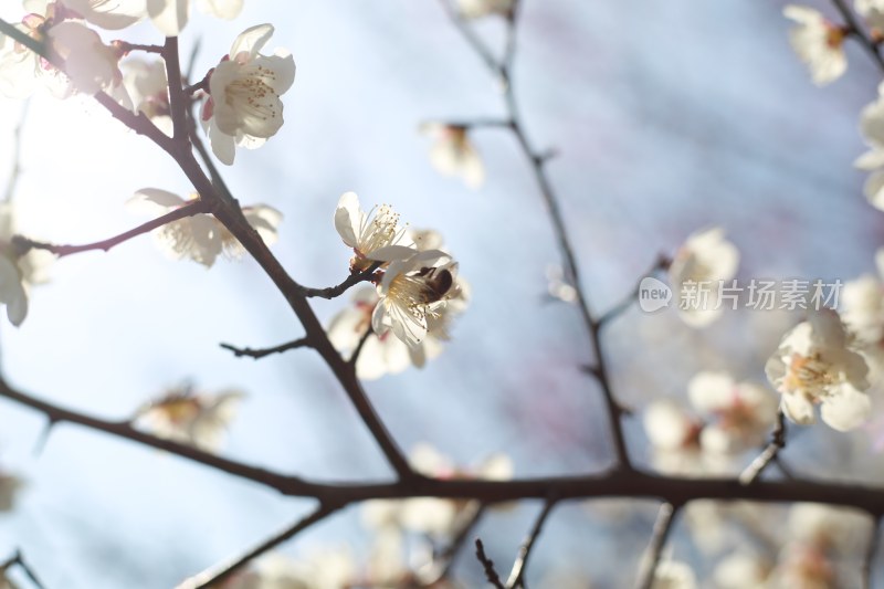 梅花 春梅绽放