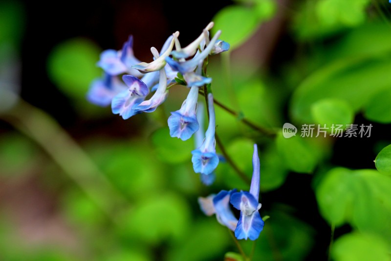 野生中药材元胡的花朵和果实