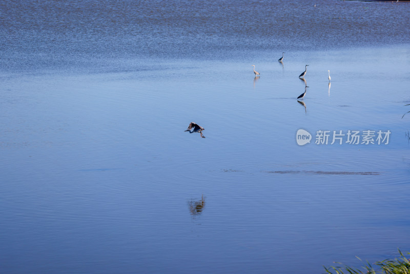 杭州钱塘大湾区湿地公园风光