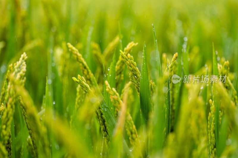 雨后的绿色良种有机水稻特写