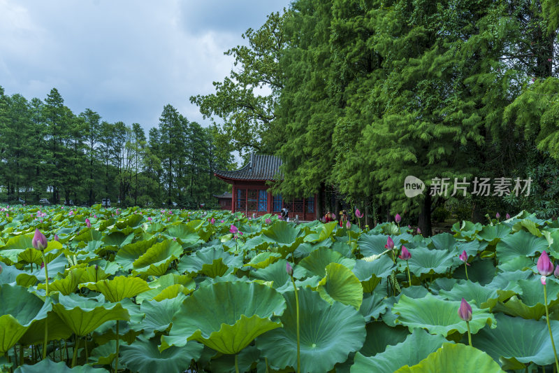 武汉东湖磨山景区盆景园