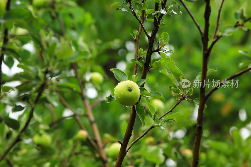 雨后苹果树上的果实