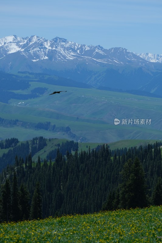 高山草原飞鸟自然风光