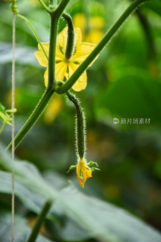 温室大棚蔬菜种植