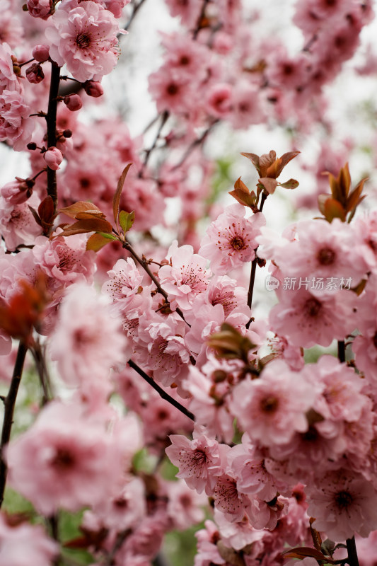 北京元大都公园桃花树桃花