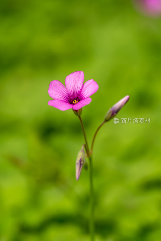 春天的酢浆草开花特写