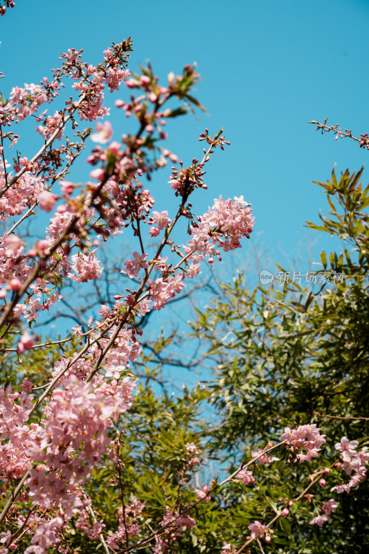 北京玉渊潭公园樱花节樱花树樱花