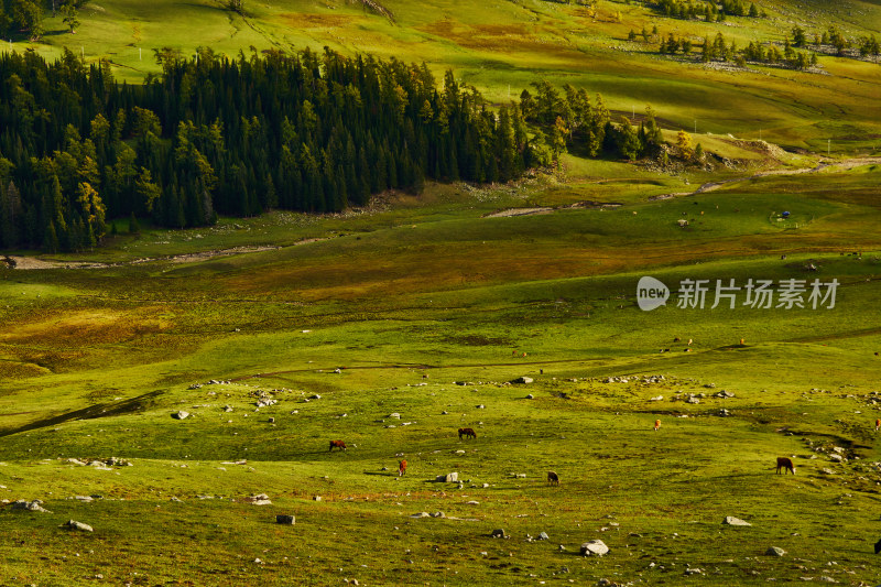 高山草甸森林