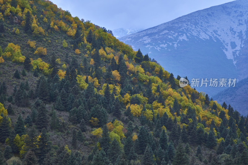 高山草甸的自然风光