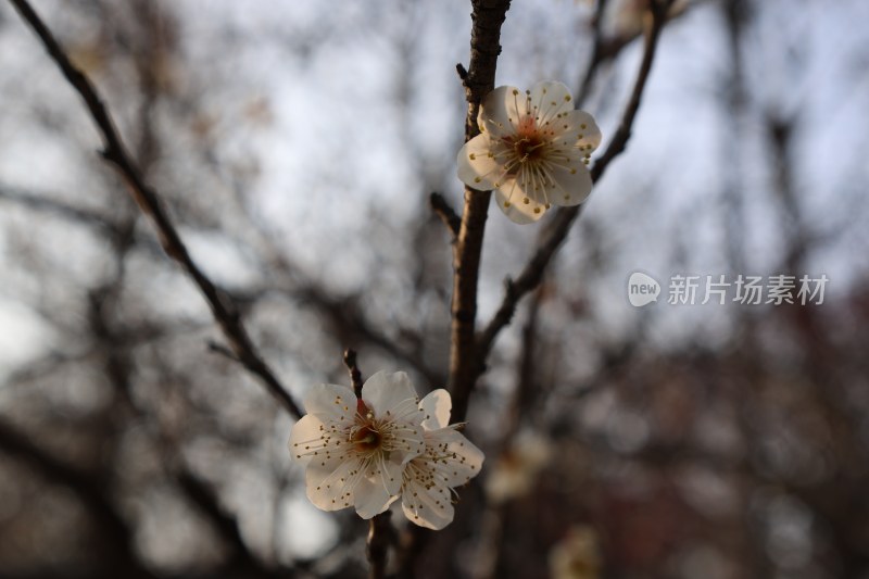 特写白色绽放梅花