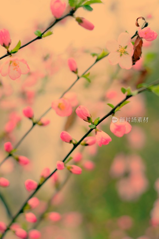 桃花花蕊花骨朵