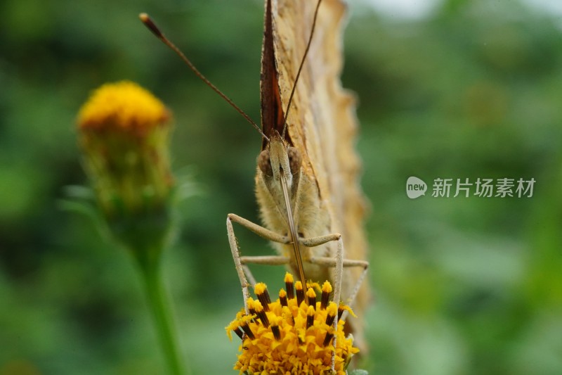 草丛中以花蜜为食的昆虫