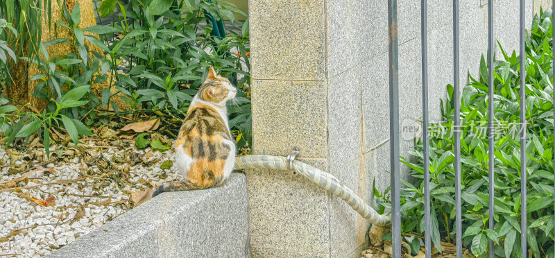 流浪三花猫