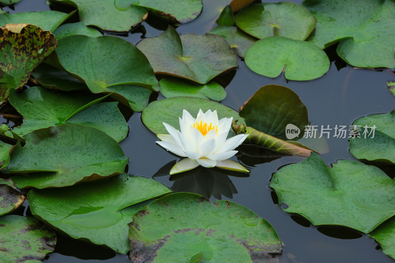 晨光中的白色睡莲花