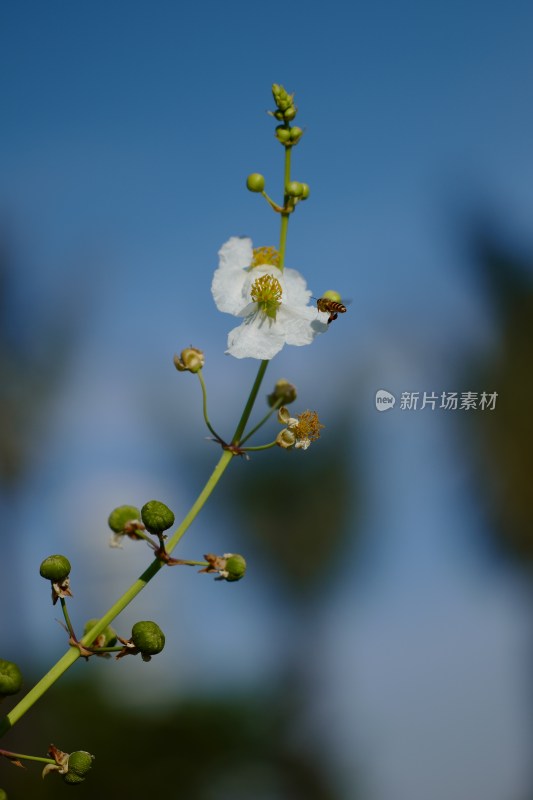 夏日野慈姑