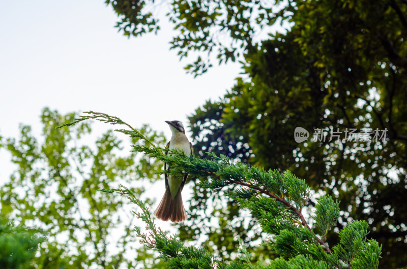 仰拍树上的一只麻雀