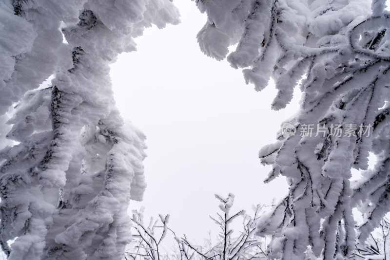 冬季大雪树木雾凇雪挂