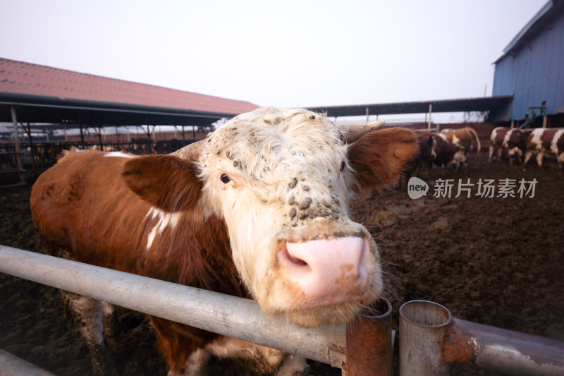 养殖场里的肉牛特写