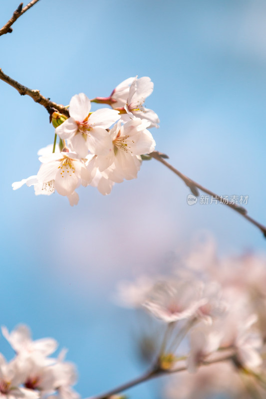 春日樱花