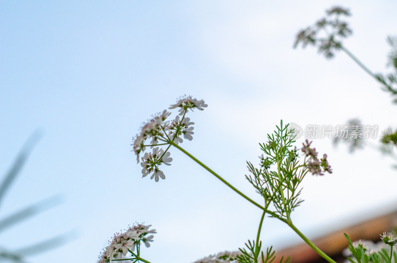 香菜芫荽开花了