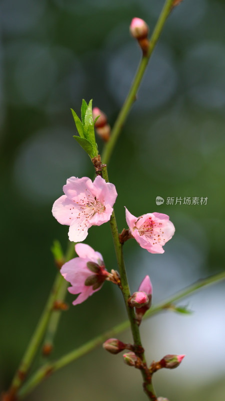 广州白云山盛开的桃花