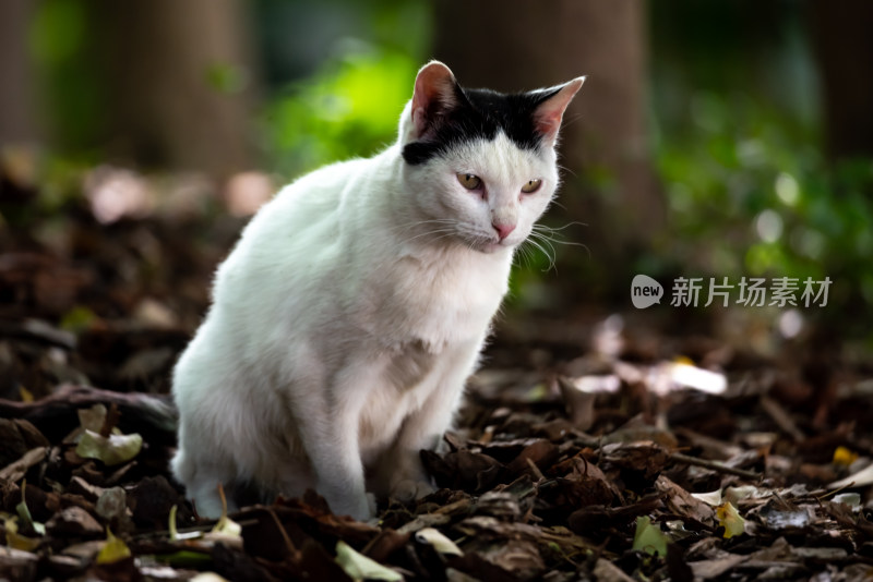 上海嘉定秋霞圃枫林园林秋色