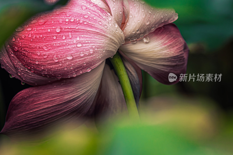 雨后荷花上的水珠