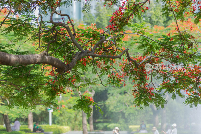 凤凰花、火凤凰