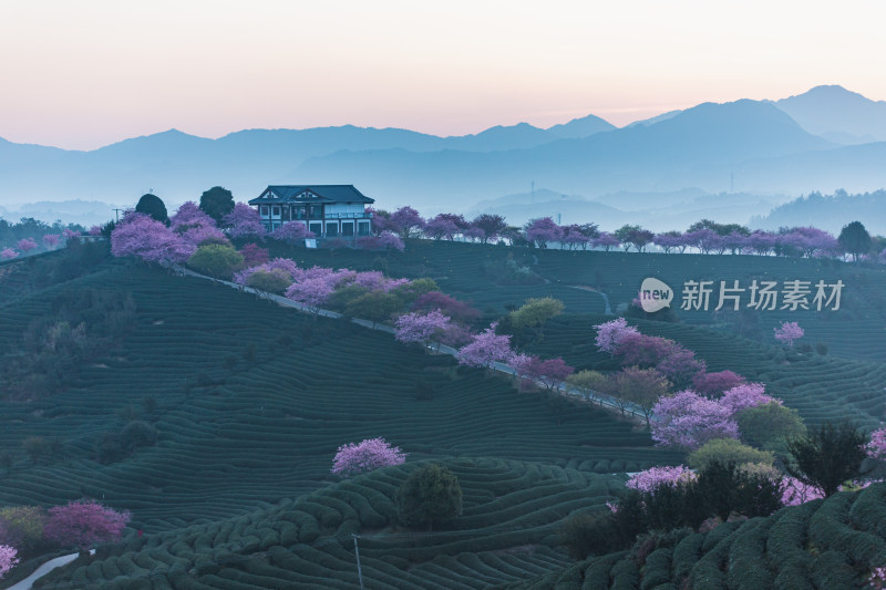 龙岩永福台品樱花茶园