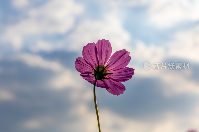 菊花、格桑花