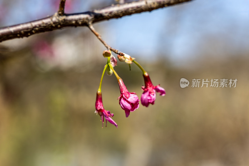 樱花、绯樱