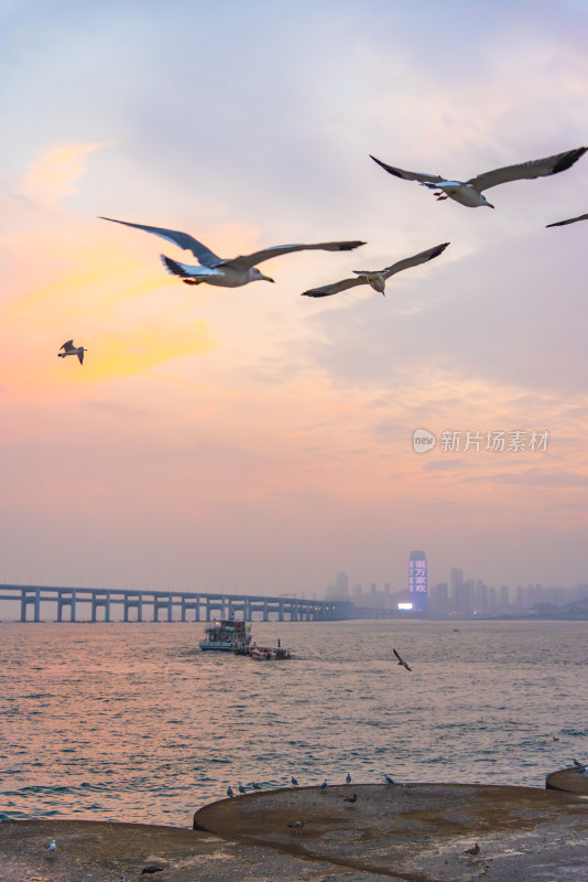 黄昏时分海边天空中飞翔的海鸥