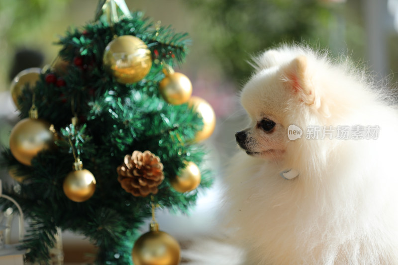 一只白色博美犬和圣诞树