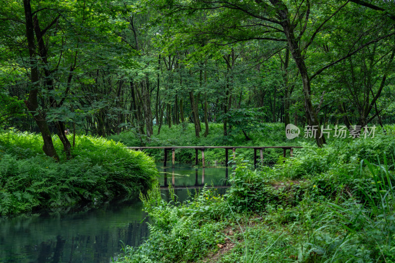 大自然绿色树林森林绿野仙踪小河溪流独木桥