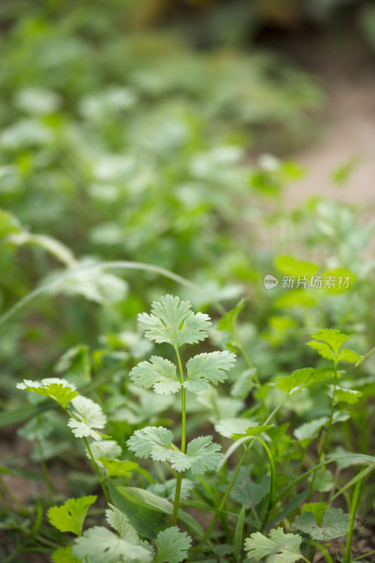 种植的香菜，新鲜的香菜在菜地里