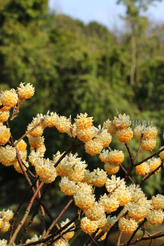 完全绽放的结香花实拍