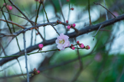 春日枝头绽放的粉嫩梅花特写